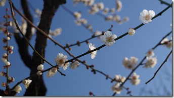 DSC03260 DSC03260