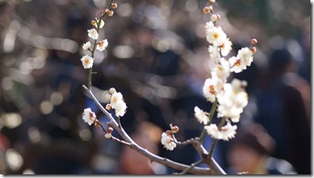DSC03270 DSC03270